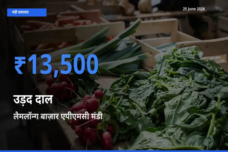 आज का मंडी भाव: उड़द दाल के सबसे ज़्यादा दाम लैमलॉन्ग बाज़ार एपीएमसी में