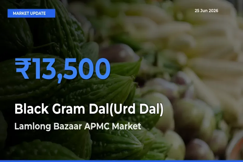 Lamlong Bazaar APMC Leads as Top Mandi for Black Gram Dal(Urd Dal) Prices