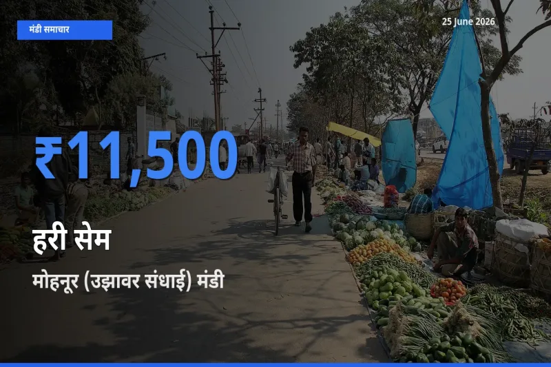 मोहनूर (उझावर संधाई) में हरी सेम का आज सबसे ऊँचा भाव