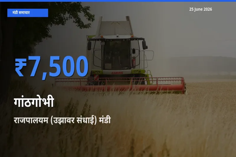 राजपालयम (उझावर संधाई) मंडी में गांठगोभी ₹7,500 पर पहुँचा – आज का सर्वोच्च भाव