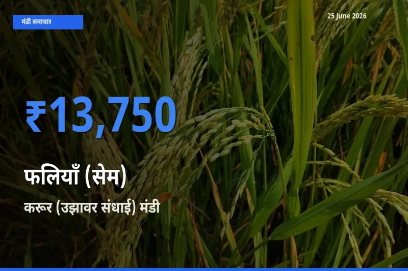 करूर (उझावर संधाई) में फलियाँ (सेम) का आज सबसे ऊँचा भाव