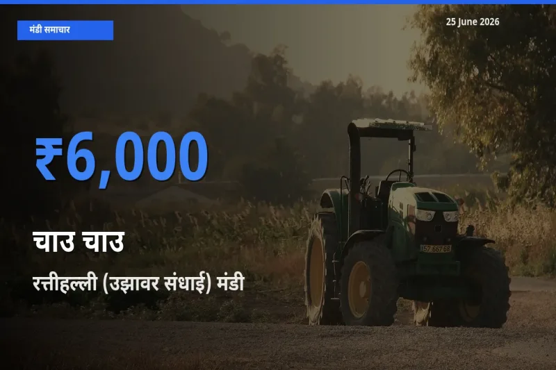 रत्तीहल्ली (उझावर संधाई) मंडी में आज चाउ चाउ के सबसे ऊँचे दाम दर्ज