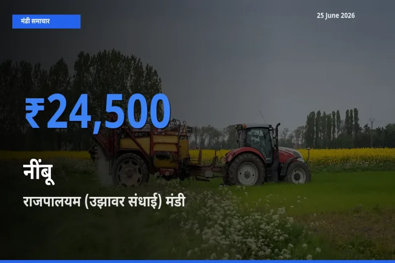 25 June अपडेट: नींबू के सबसे ऊँचे दाम राजपालयम (उझावर संधाई) मंडी में