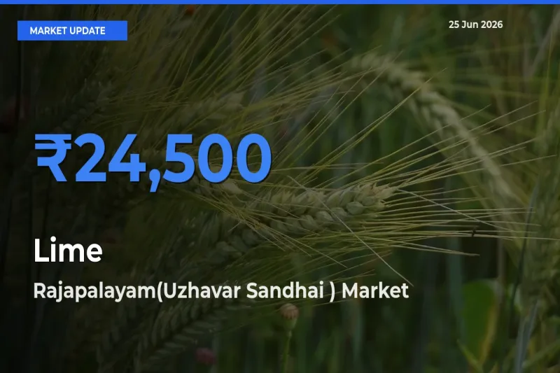 Lime Mandi Rate Today: Rajapalayam(Uzhavar Sandhai ) Tops the List