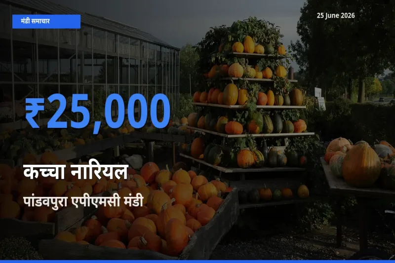 पांडवपुरा एपीएमसी में कच्चा नारियल का आज सबसे ऊँचा भाव