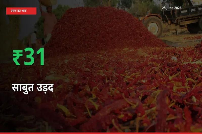 किसानों के लिए खुशखबरी! स्थानीय मंडी में साबुत उड़द 31.02% उछला