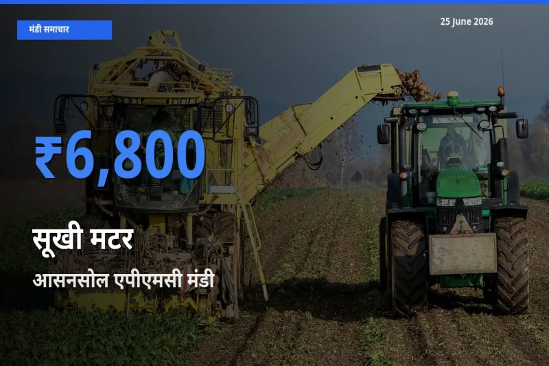 आसनसोल एपीएमसी मंडी में सूखी मटर ₹6,800 पर पहुँचा – आज का सर्वोच्च भाव