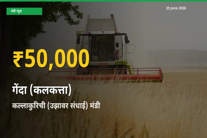 किसानों के लिए खुशखबरी! कल्लाकुरिची (उझावर संधाई) में गेंदा (कलकत्ता) के दाम रिकॉर्ड स्तर पर