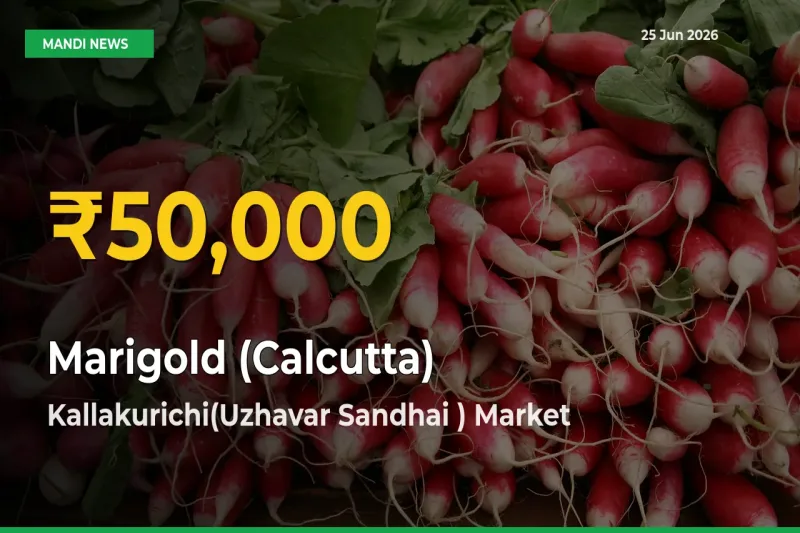 Why Marigold (Calcutta) Prices Are Climbing in Kallakurichi(Uzhavar Sandhai ) – Today’s New High Explained
