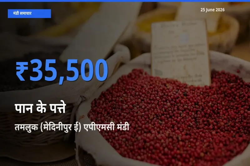 तमलुक (मेदिनीपुर ई) एपीएमसी मंडी में पान के पत्ते ₹35,500 पर पहुँचा – आज का सर्वोच्च भाव