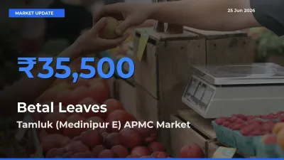 Tamluk (Medinipur E) APMC Leads as Top Mandi for Betal Leaves Prices