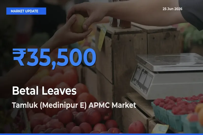 Tamluk (Medinipur E) APMC Leads as Top Mandi for Betal Leaves Prices