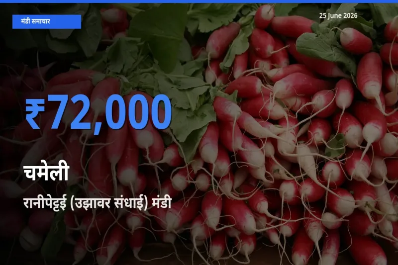 टॉप मंडी बना रानीपेट्टई (उझावर संधाई)! चमेली के सबसे ऊँचे दाम यहीं दर्ज