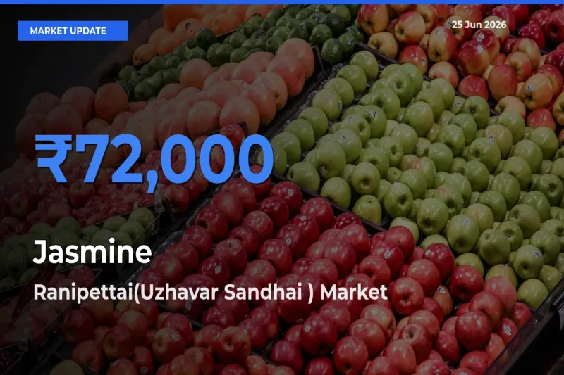Ranipettai(Uzhavar Sandhai ) Leads as Top Mandi for Jasmine Prices