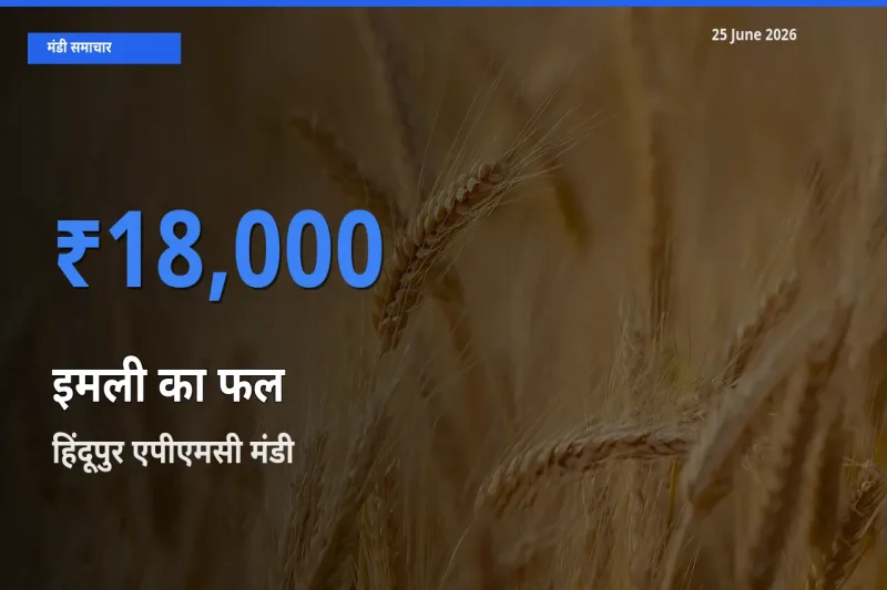 आज इमली का फल के सबसे ऊँचे दाम ₹18,000 हिंदूपुर एपीएमसी मंडी में