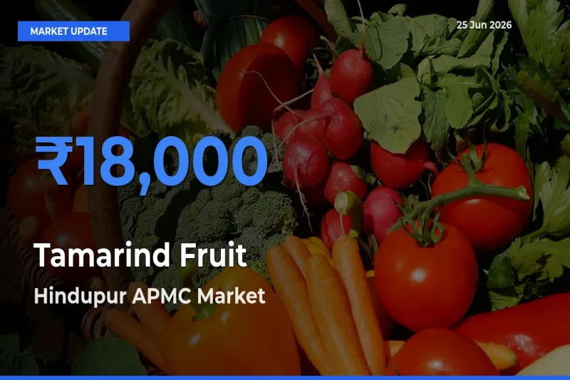 Hindupur APMC Tops Tamarind Fruit Mandi Rates Today