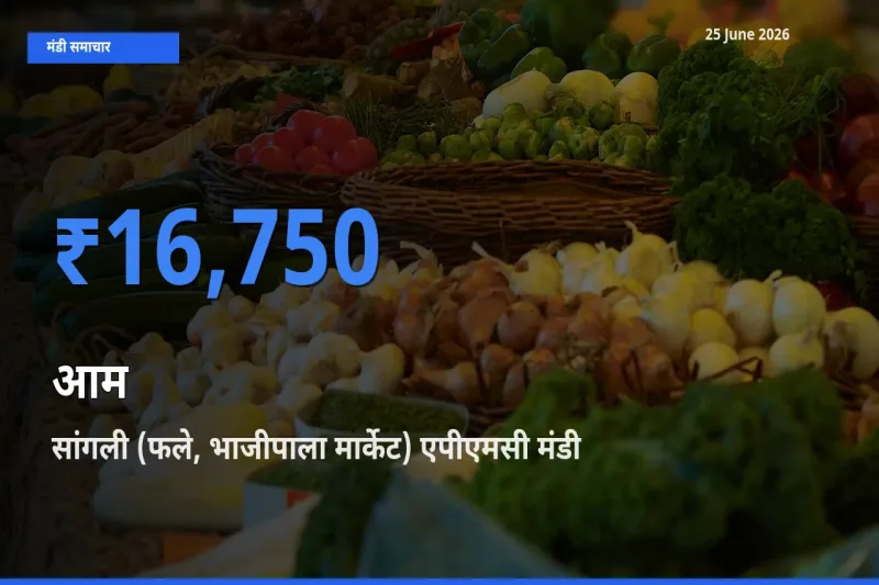 सांगली (फले, भाजीपाला मार्केट) एपीएमसी मंडी में आज आम के सबसे ऊँचे दाम दर्ज