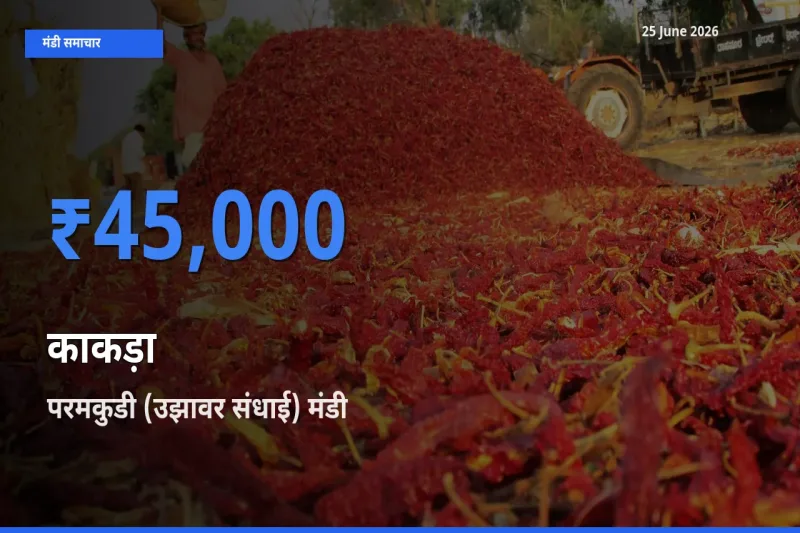 आज काकड़ा के सबसे ऊँचे दाम ₹45,000 परमकुडी (उझावर संधाई) मंडी में