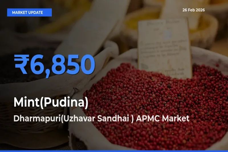 Mint(Pudina) Mandi Rate Today: Dharmapuri(Uzhavar Sandhai ) APMC Tops the List