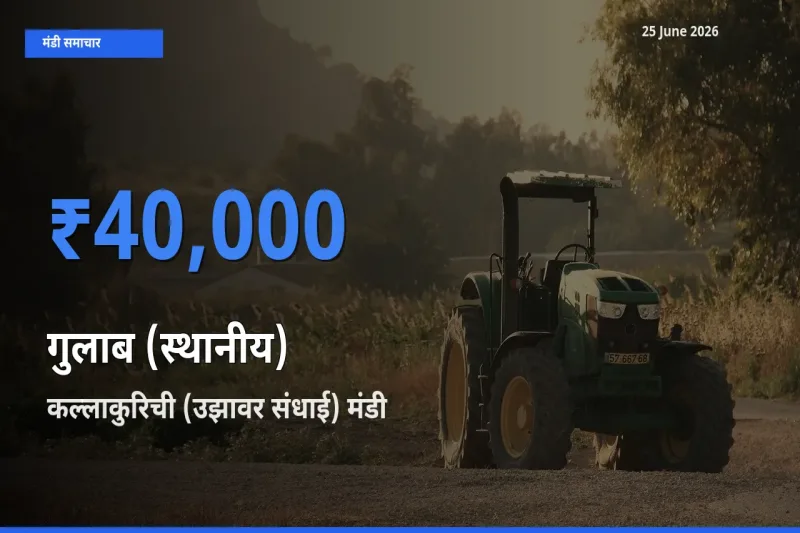 आज का मंडी भाव: गुलाब (स्थानीय) के सबसे ज़्यादा दाम कल्लाकुरिची (उझावर संधाई) में