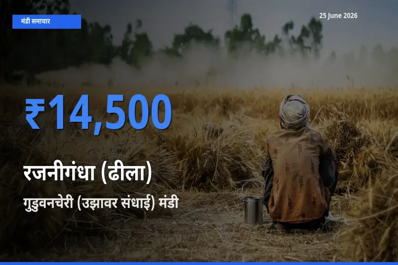 आज रजनीगंधा (ढीला) के सबसे ऊँचे दाम ₹14,500 गुडुवनचेरी (उझावर संधाई) मंडी में