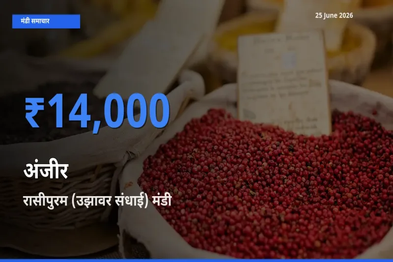 टॉप मंडी बना रासीपुरम (उझावर संधाई)! अंजीर के सबसे ऊँचे दाम यहीं दर्ज