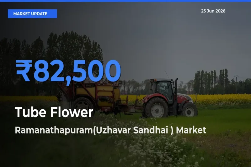Top Performer! Ramanathapuram(Uzhavar Sandhai ) Offers Best Tube Flower Price Today
