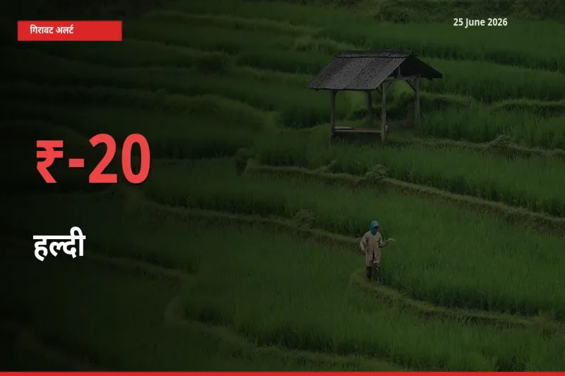 20.48% की गिरावट! मंडी में हल्दी के दाम अचानक टूटे