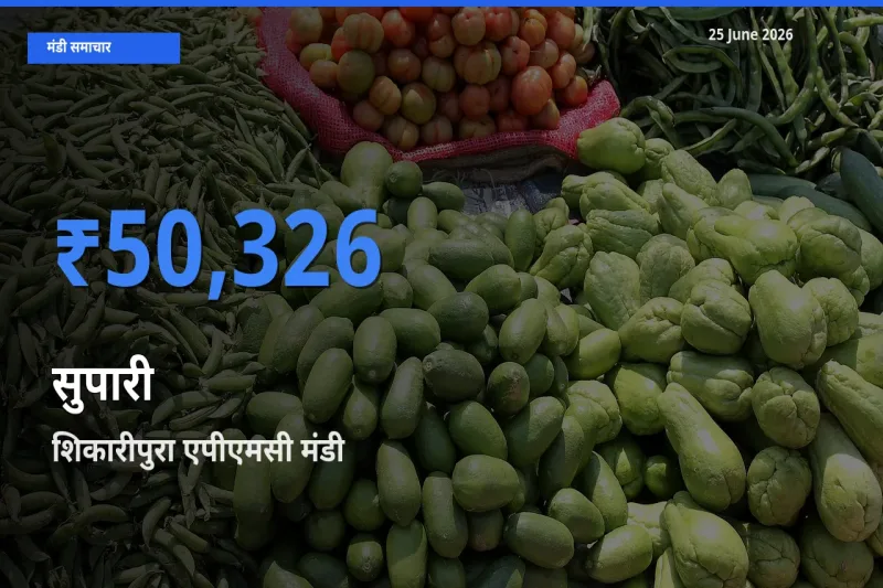 टॉप मंडी बना शिकारीपुरा एपीएमसी! सुपारी के सबसे ऊँचे दाम यहीं दर्ज