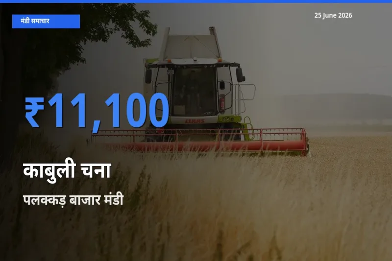 आज काबुली चना के सबसे ऊँचे दाम ₹11,100 पलक्कड़ बाजार मंडी में
