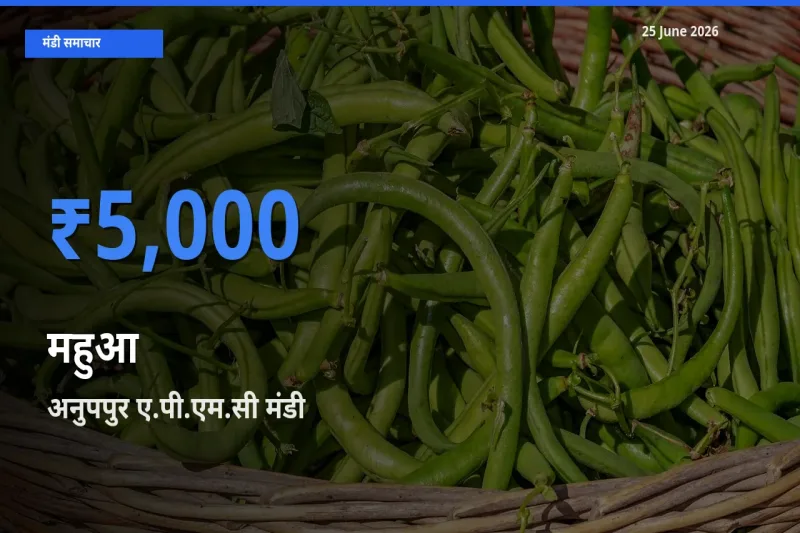 आज का मंडी भाव: महुआ के सबसे ज़्यादा दाम अनुपपुर ए.पी.एम.सी में