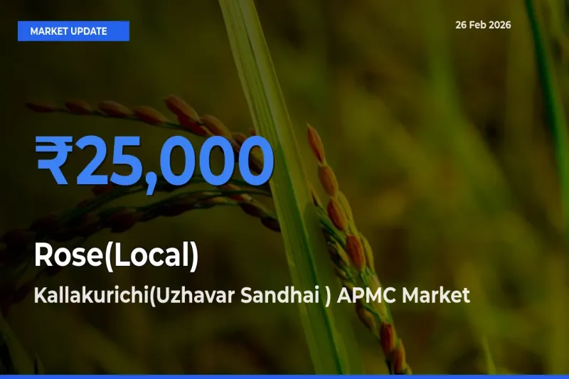 Market Watch: Kallakurichi(Uzhavar Sandhai ) APMC Becomes Top Mandi for Rose(Local)