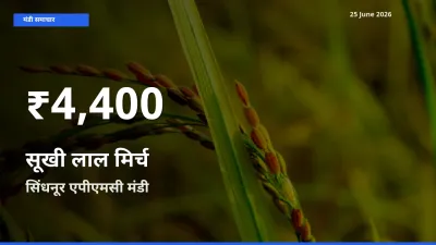सिंधनूर एपीएमसी में सूखी लाल मिर्च ₹4,400 पर गिरा – 30 दिन का न्यूनतम भाव