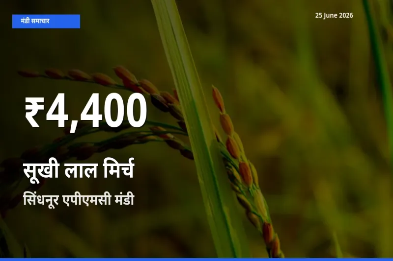 सिंधनूर एपीएमसी में सूखी लाल मिर्च ₹4,400 पर गिरा – 30 दिन का न्यूनतम भाव