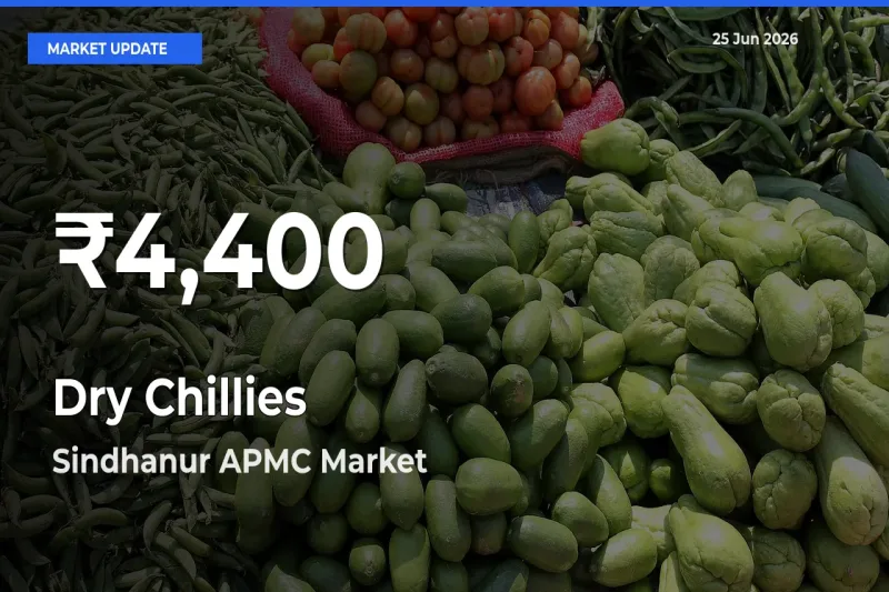 Dry Chillies Prices Touch 30-Day Low in Sindhanur APMC – June 25 Update