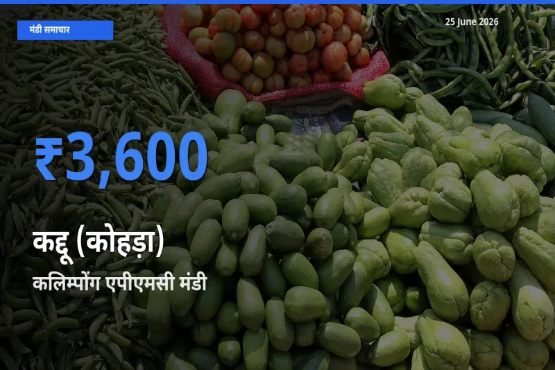 टॉप मंडी बना कलिम्पोंग एपीएमसी! कद्दू (कोहड़ा) के सबसे ऊँचे दाम यहीं दर्ज