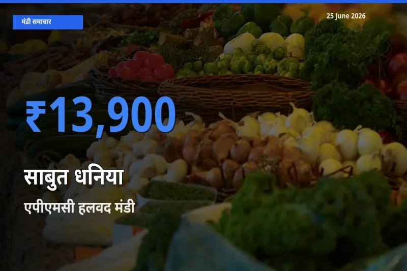 टॉप मंडी बना एपीएमसी हलवद! साबुत धनिया के सबसे ऊँचे दाम यहीं दर्ज
