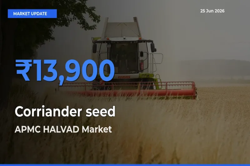 APMC HALVAD Leads as Top Mandi for Corriander seed Prices