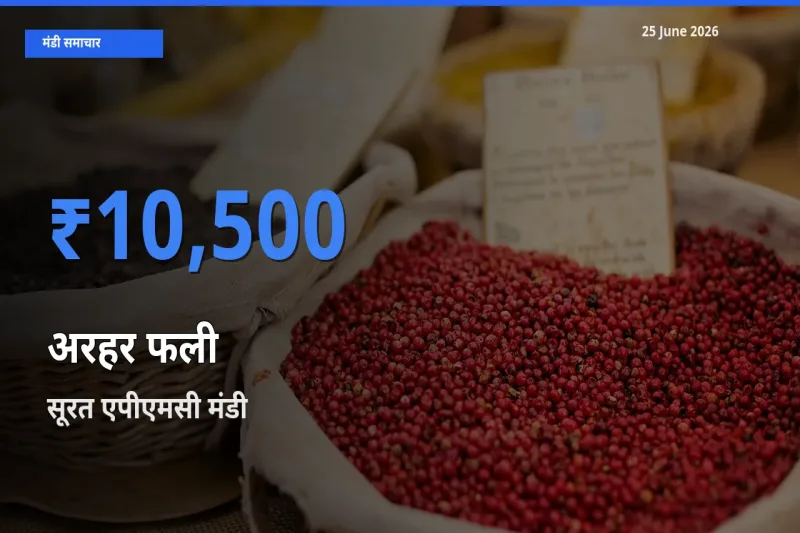 किसानों की पसंद बना सूरत एपीएमसी, अरहर फली के सबसे अच्छे दाम