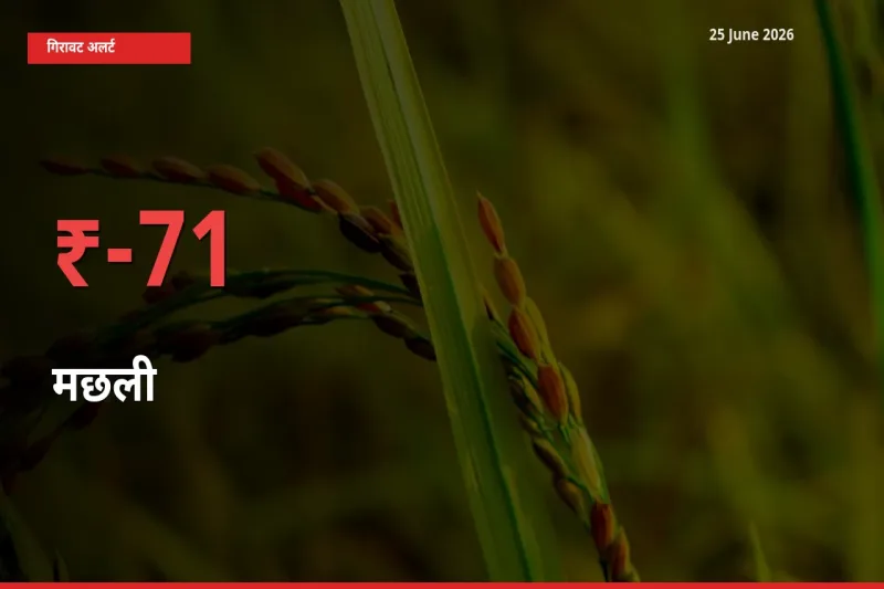 स्थानीय मंडी में मछली के दाम अचानक 70.53% गिरे, किसानों की चिंता बढ़ी