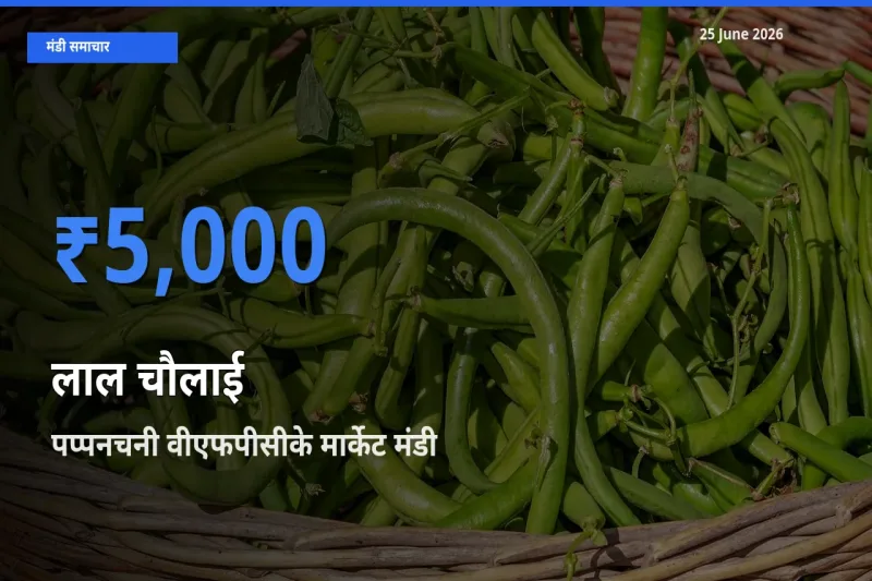 पप्पनचनी वीएफपीसीके मार्केट में लाल चौलाई का आज सबसे ऊँचा भाव