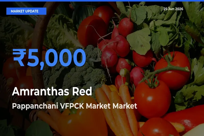 Farmers Prefer Pappanchani VFPCK Market as Amranthas Red Hits Highest Rate