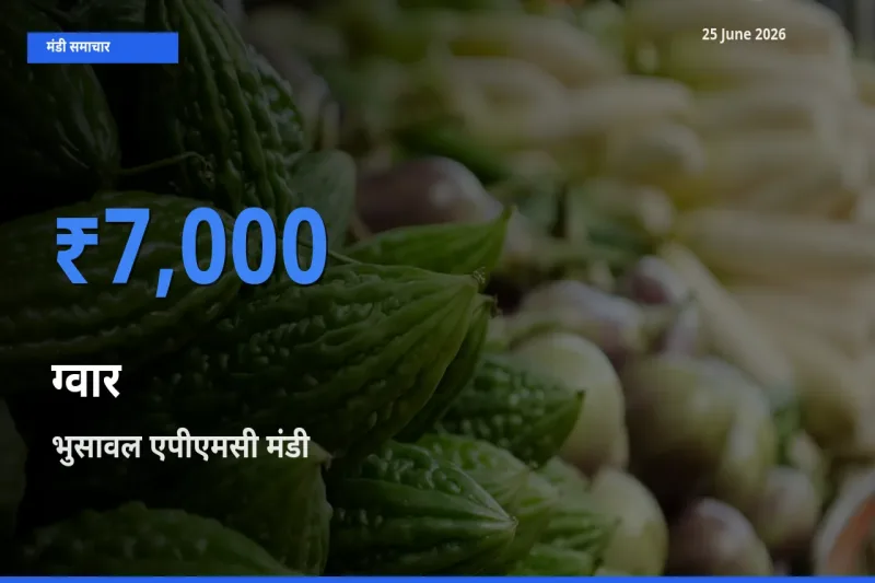बाज़ार संकेत: भुसावल एपीएमसी बना ग्वार के लिए आज की टॉप मंडी