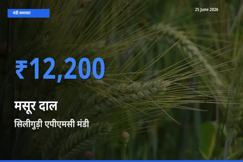 सिलीगुड़ी एपीएमसी मंडी में मसूर दाल ₹12,200 पर पहुँचा – आज का सर्वोच्च भाव