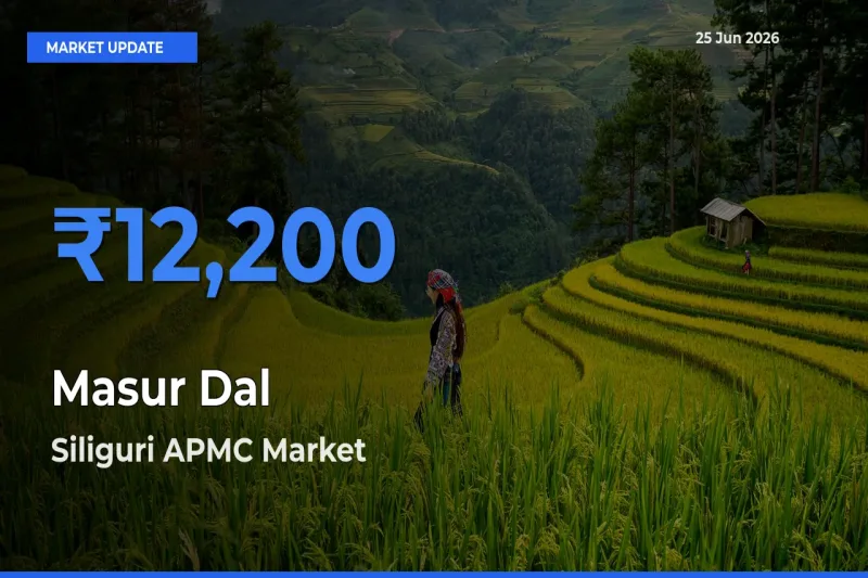 Siliguri APMC Tops Masur Dal Rates – June 25 Market Update