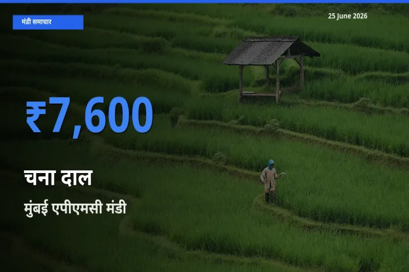 आज चना दाल के सबसे ज़्यादा दाम मुंबई एपीएमसी मंडी में दर्ज