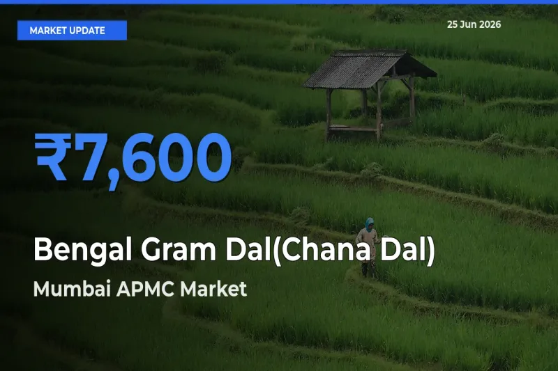 Mumbai APMC Tops Bengal Gram Dal(Chana Dal) Mandi Rates Today