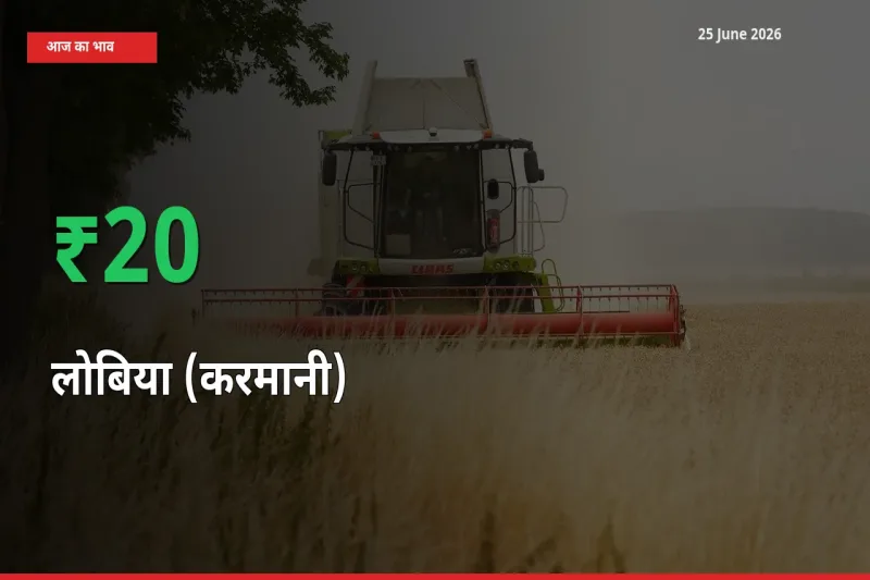 25 June अपडेट: लोबिया (करमानी) के दाम मंडी में 19.65% उछले