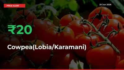 Cowpea(Lobia/Karamani) Mandi Rate Today: Prices Jump 19.65% at Market