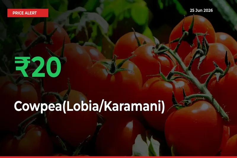 Cowpea(Lobia/Karamani) Mandi Rate Today: Prices Jump 19.65% at Market